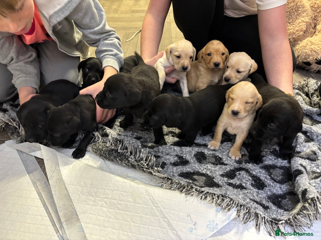 Labrador Retriever dogs for sale: Stunning lab pups - Advert 4