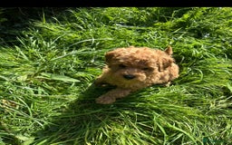 Toy Poodle dogs for sale:  High Quality KC Registered Red Toy Poodle Puppies - Image 13