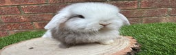 Mini Lop rabbits for sale: Stunning purebred mini lop ready to reserve  - Advert 1