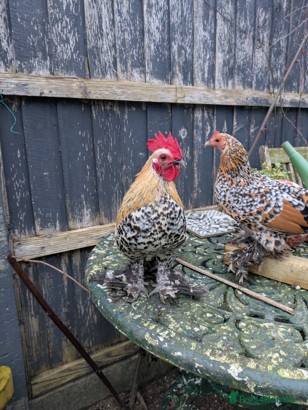 Chickens poultry for sale: Sablepoot cockerel  - Advert 2