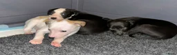 Whippet dogs for sale: Beautiful pedigree whippet puppies - Advert 1