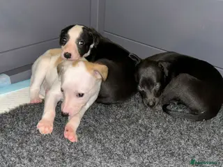 Whippet dogs Beautiful pedigree whippet puppies - Advert 3