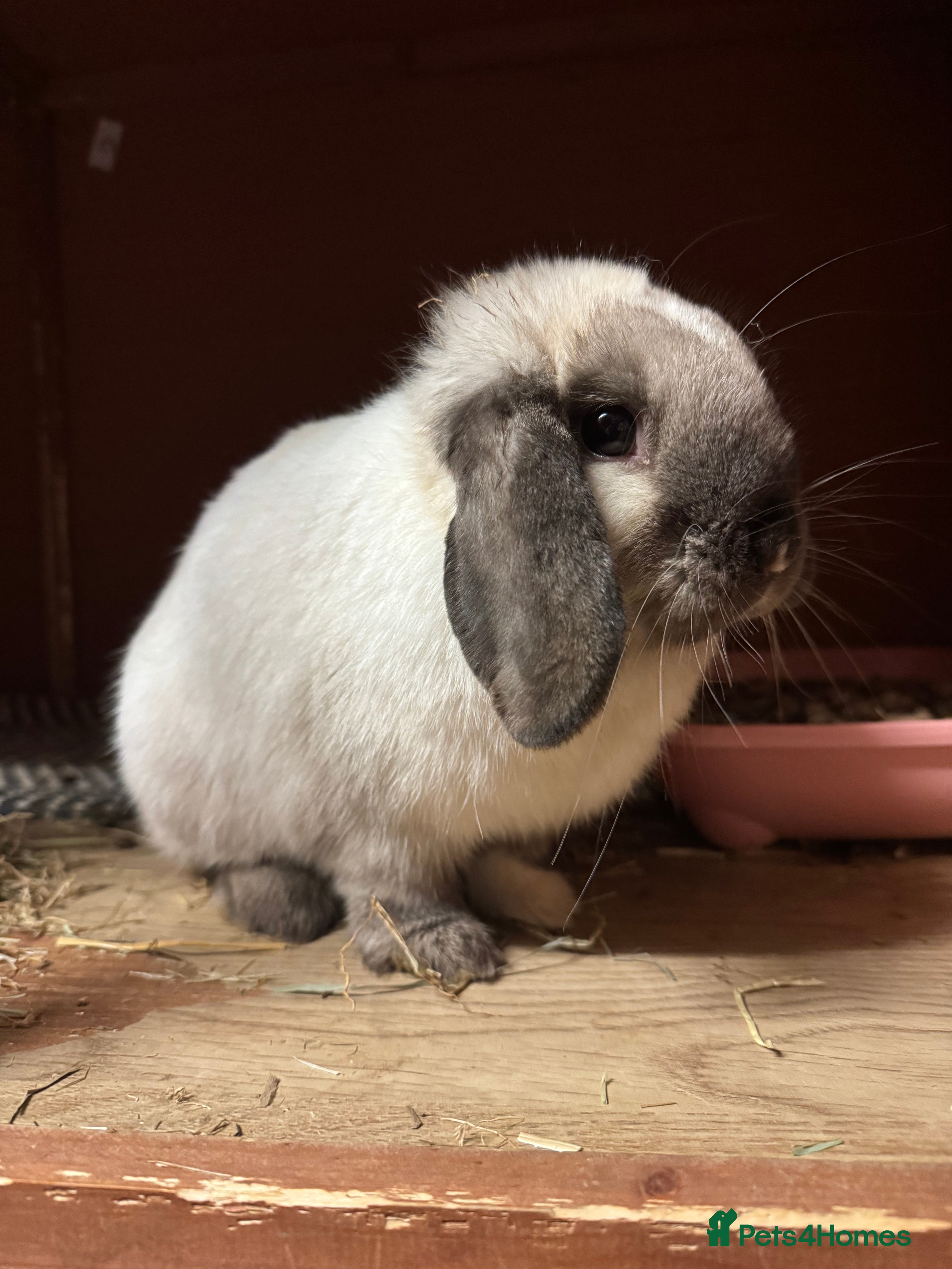 Mini Lop rabbits Seal Point Mini lop doe 💖🐰 - Advert 13