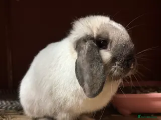 Mini Lop rabbits Seal Point Mini lop doe 💖🐰 - Advert 13