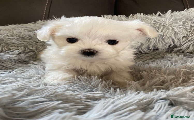 Maltese dogs - Advert 2