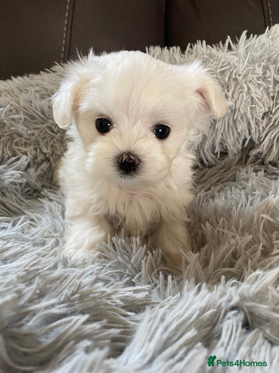 Maltese dogs for sale: Beautiful Maltese Puppies  - Image 1