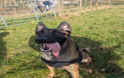 Mixed Breed dogs for sale: Belgian Malinois X Shar-pei puppies  - Image 4