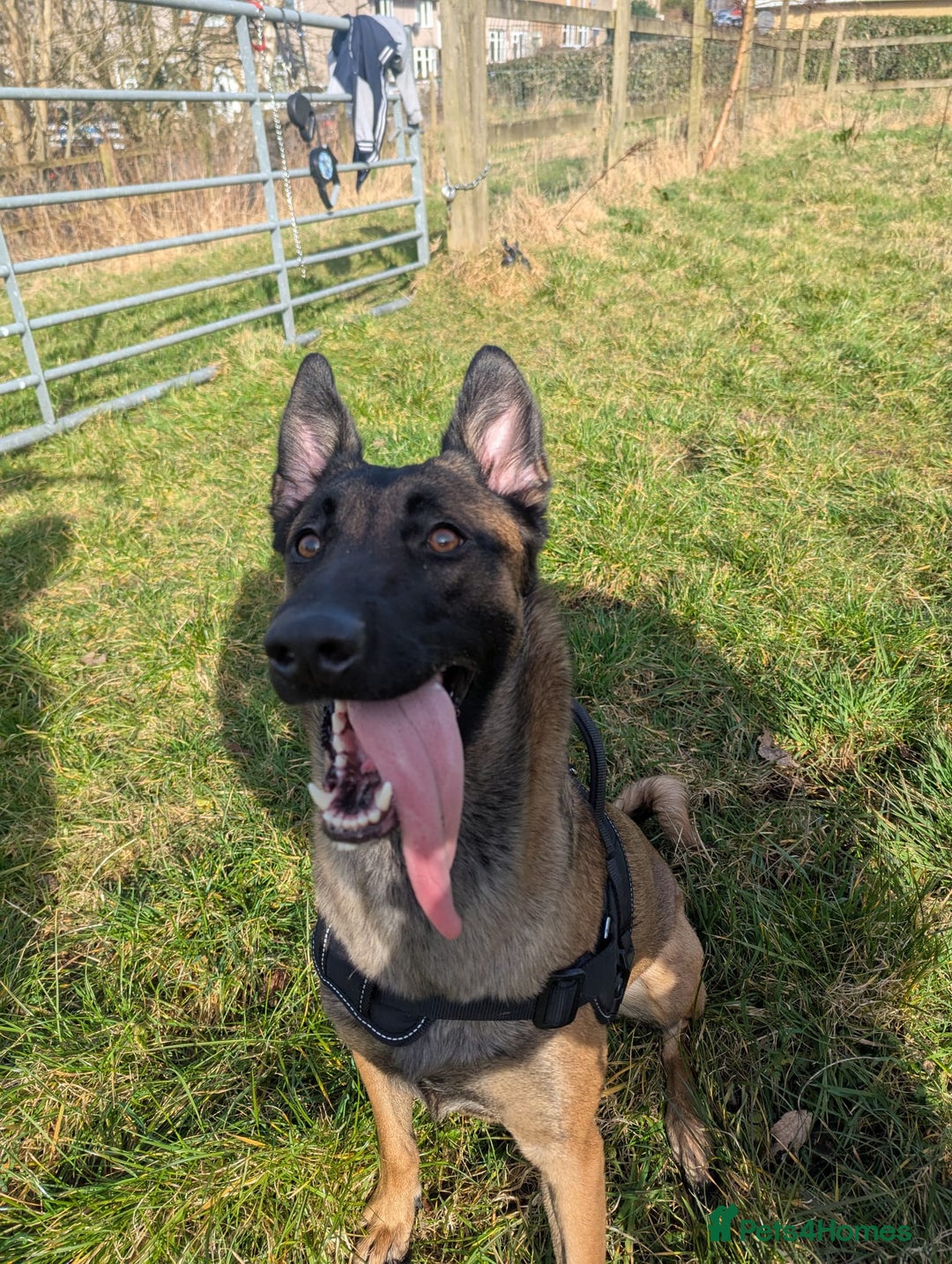 Mixed Breed dogs for sale: Belgian Malinois X Shar-pei puppies  - Image 4