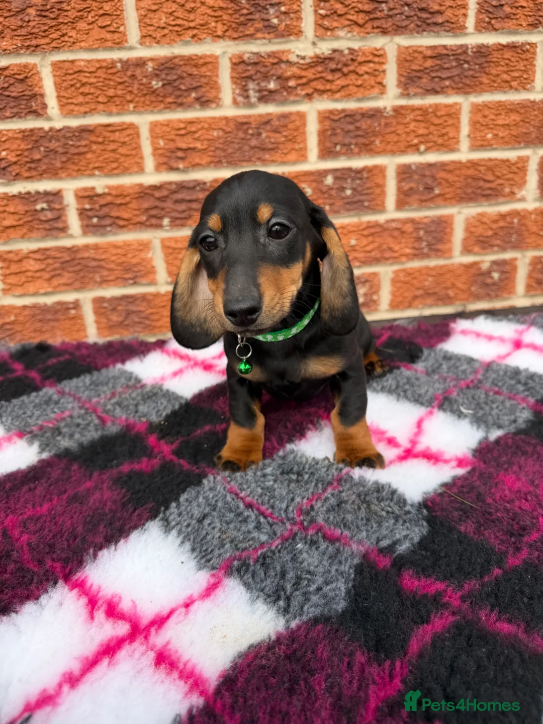 Miniature Dachshund dogs for sale: Dachshund Puppies Ready To Leave  - Advert 1