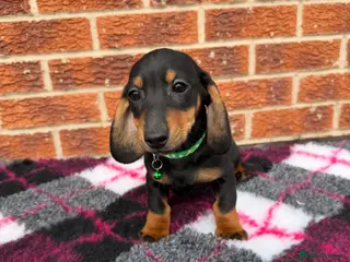 Miniature Dachshund dogs Dachshund Puppies Ready To Leave - Advert 13