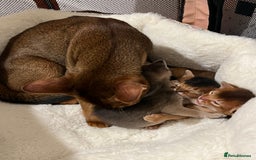 Abyssinian cats for sale: 🥇 5+ Gen Champ🏆 Fawn🤍Blue💙 girls🤎choco🧡ruddy - Image 19