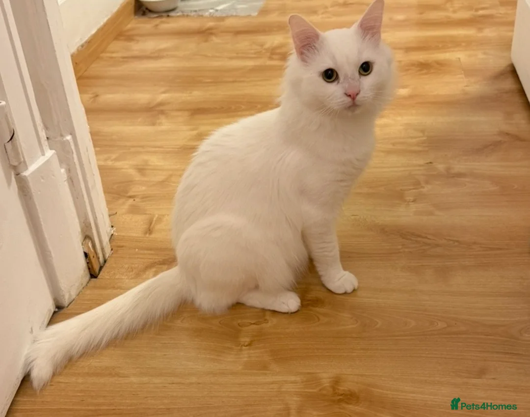 Turkish Van cats for sale: White Male Cat 2yr Indoor Friendly in London - Advert 2