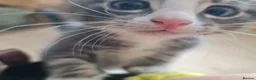 Mixed Breed cats for sale: Kittens in Ipswich - Advert 14