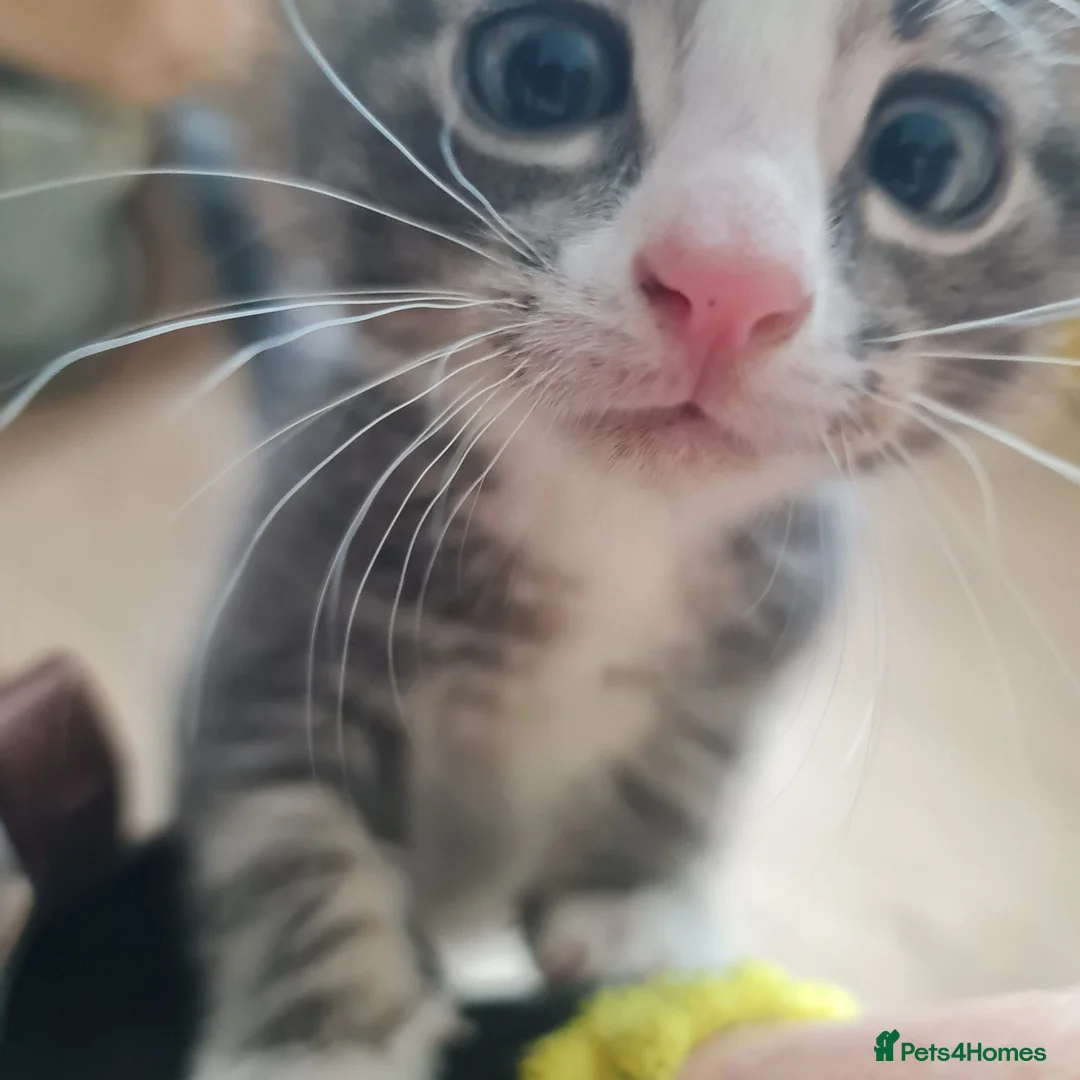 Mixed Breed cats for sale: Kittens in Ipswich - Advert 14