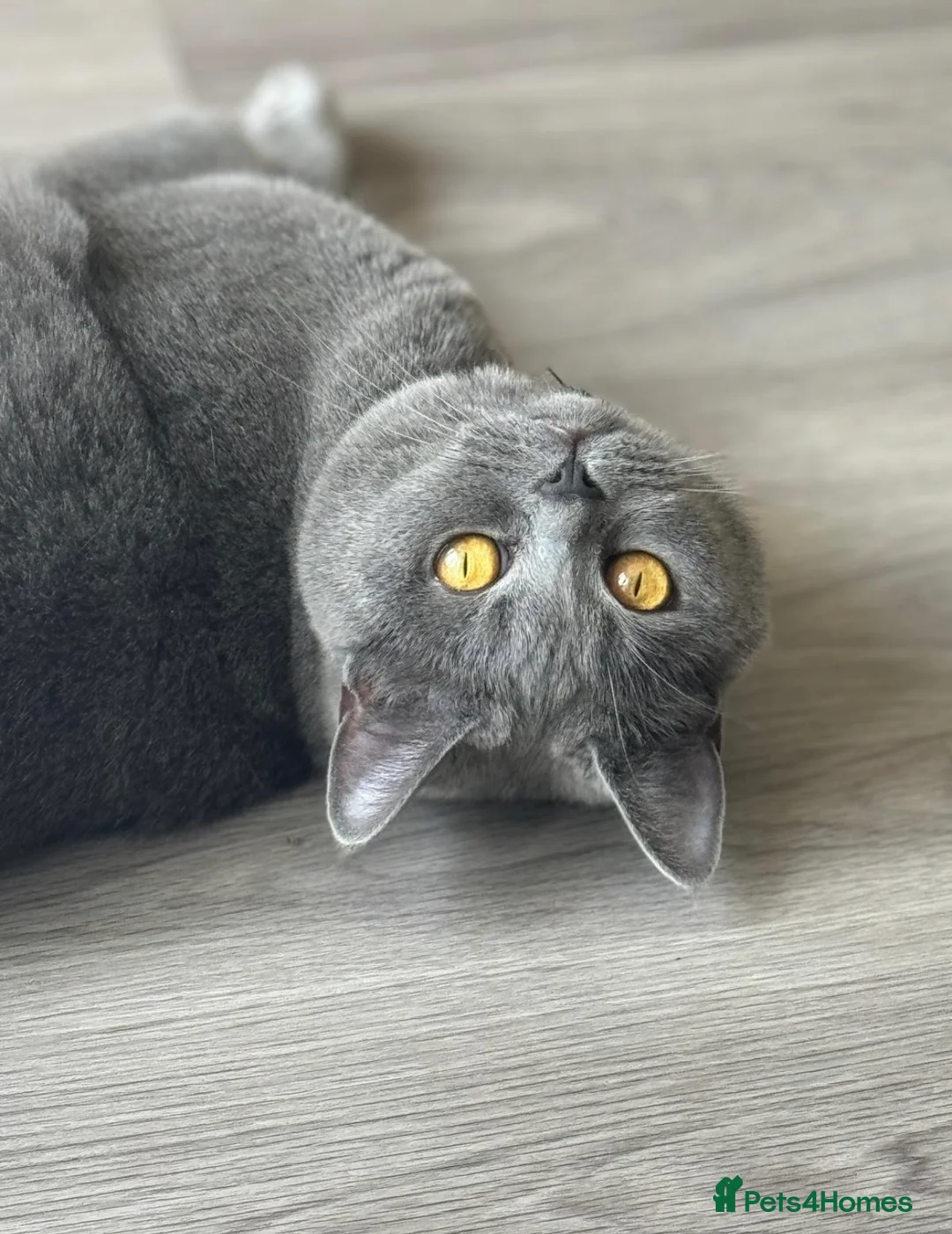 British Shorthair cats for sale: British Shorthair Cat looking for forever home in Witney - Advert 3