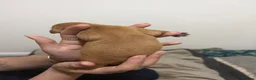 Labrador Retriever dogs for sale: KC Registered Fox Red Labrador Retriever Puppies - Advert 34