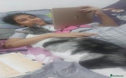 Mixed Breed cats for adoption: 🐾 Cuddly Indoor Family Cat   - Image 2