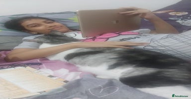 Mixed Breed cats - Advert 5