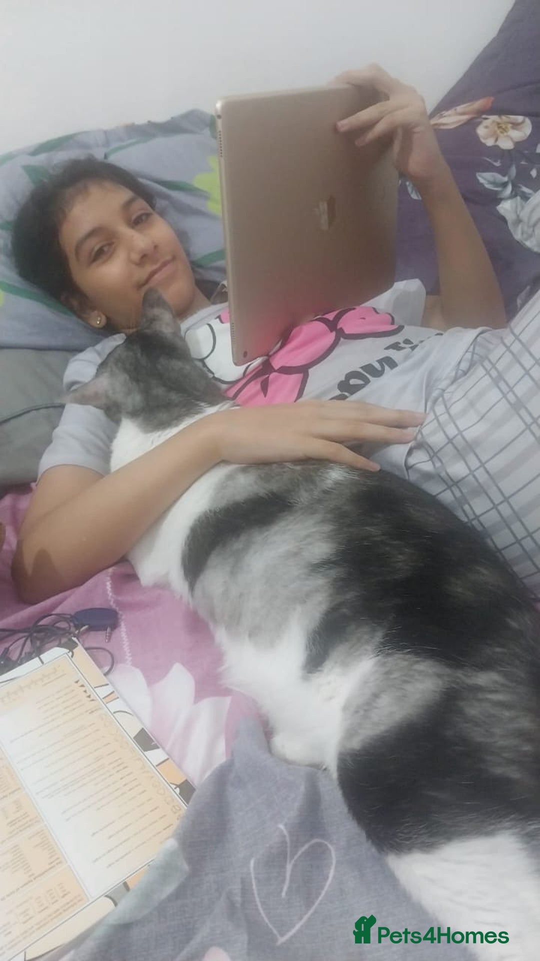 Mixed Breed cats for adoption: 🐾 Cuddly Indoor Family Cat   - Image 2