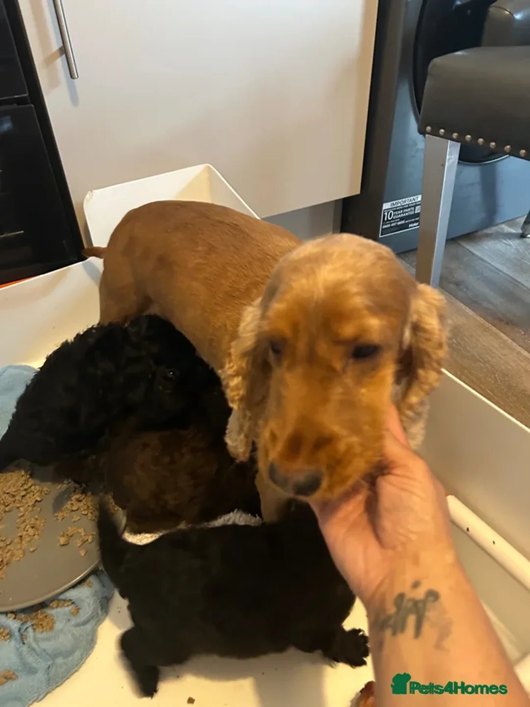 Cockapoo dogs for sale: Cockapoo  in Salford - Advert 2