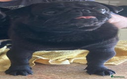 Pug dogs for stud: Kc registered tiny black pug for stud - Image 4