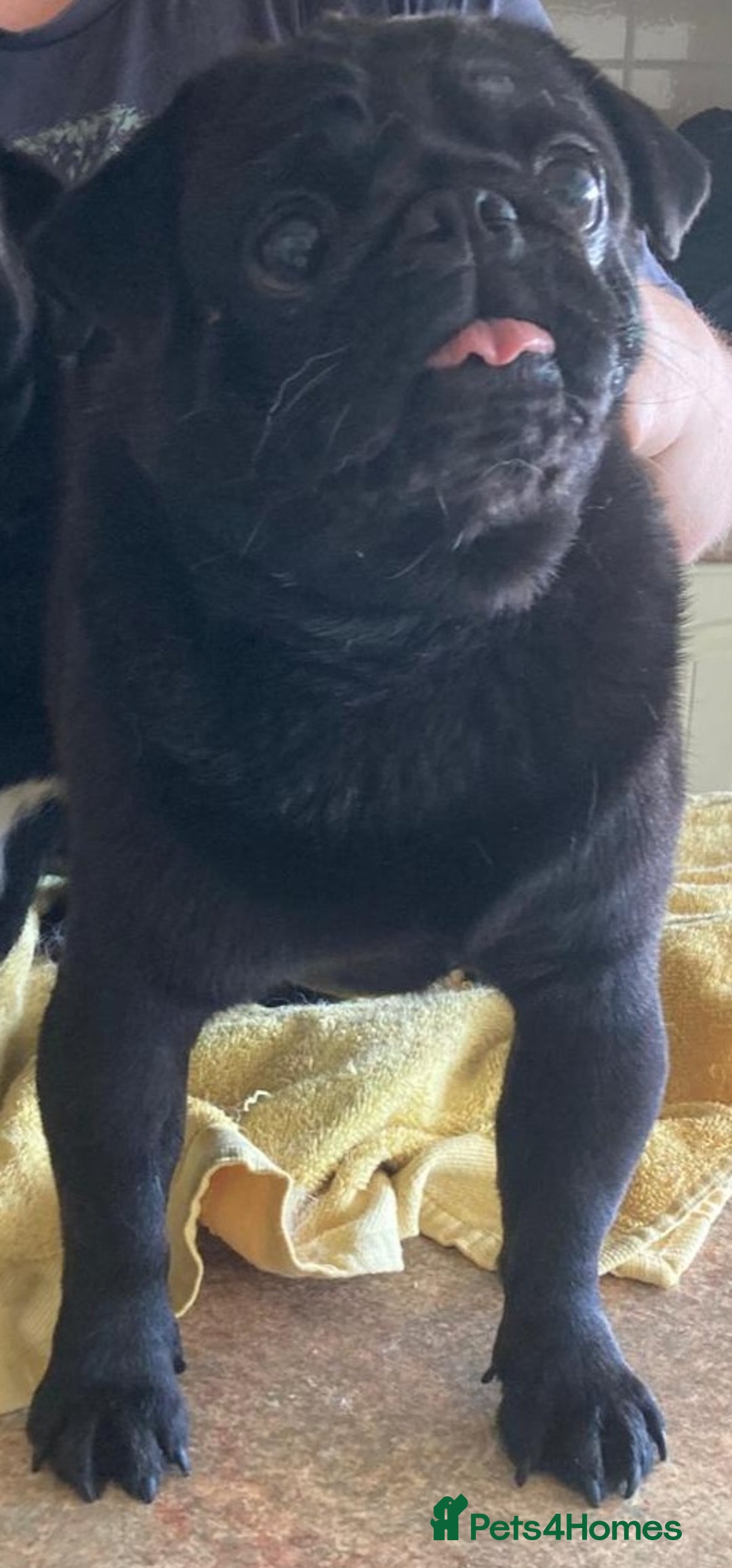 Pug dogs for stud: Kc registered tiny black pug for stud - Image 4