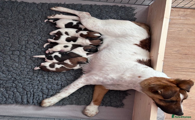 Fox Terrier dogs in Chesterfield - Advert 1