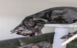 Selkirk Rex cats for sale: 😻 Stunning Selkirk Rex Mix Kittens 😻 - Image 19