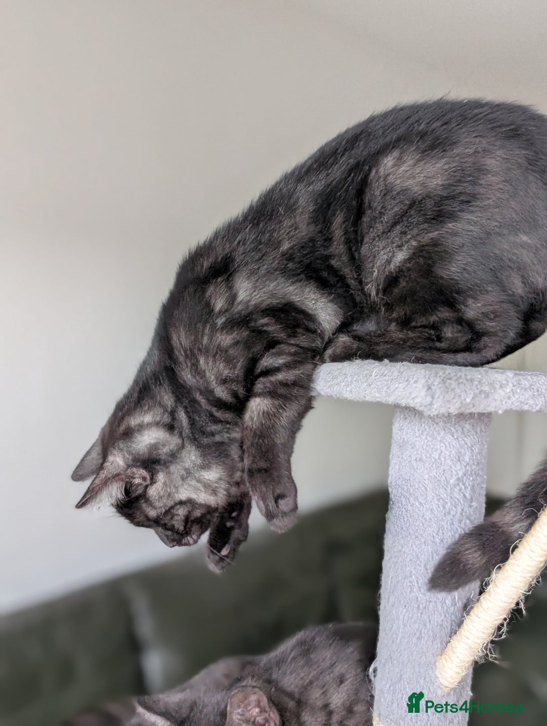 Selkirk Rex cats for sale: 😻 Stunning Selkirk Rex Mix Kittens 😻 - Image 19