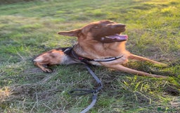 German Shepherd dogs for sale: Beautiful 1 Year Old German Shepherd For Sale - Image 2
