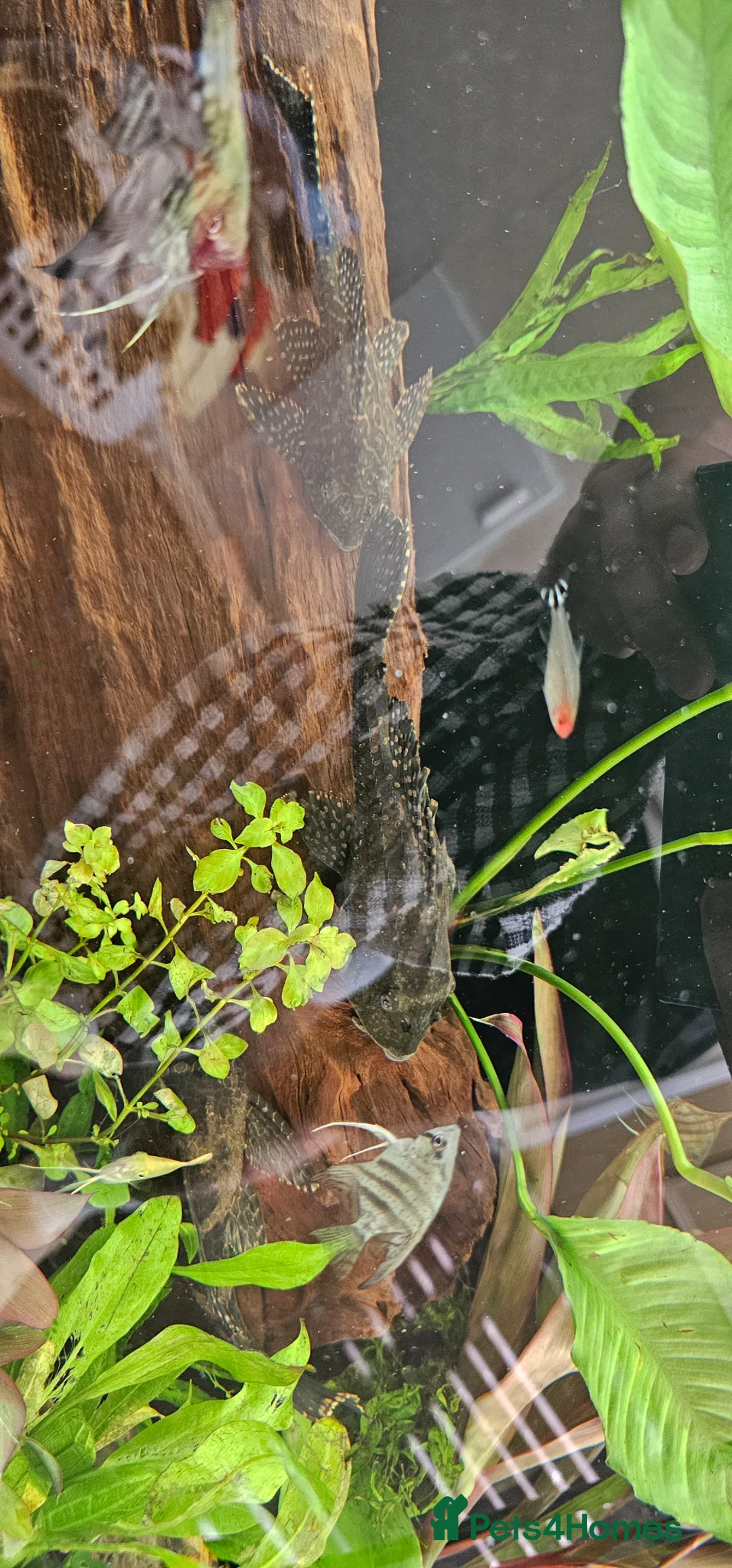 Plecos fish for sale: Pleco Medium in Welwyn Garden City - Advert 2