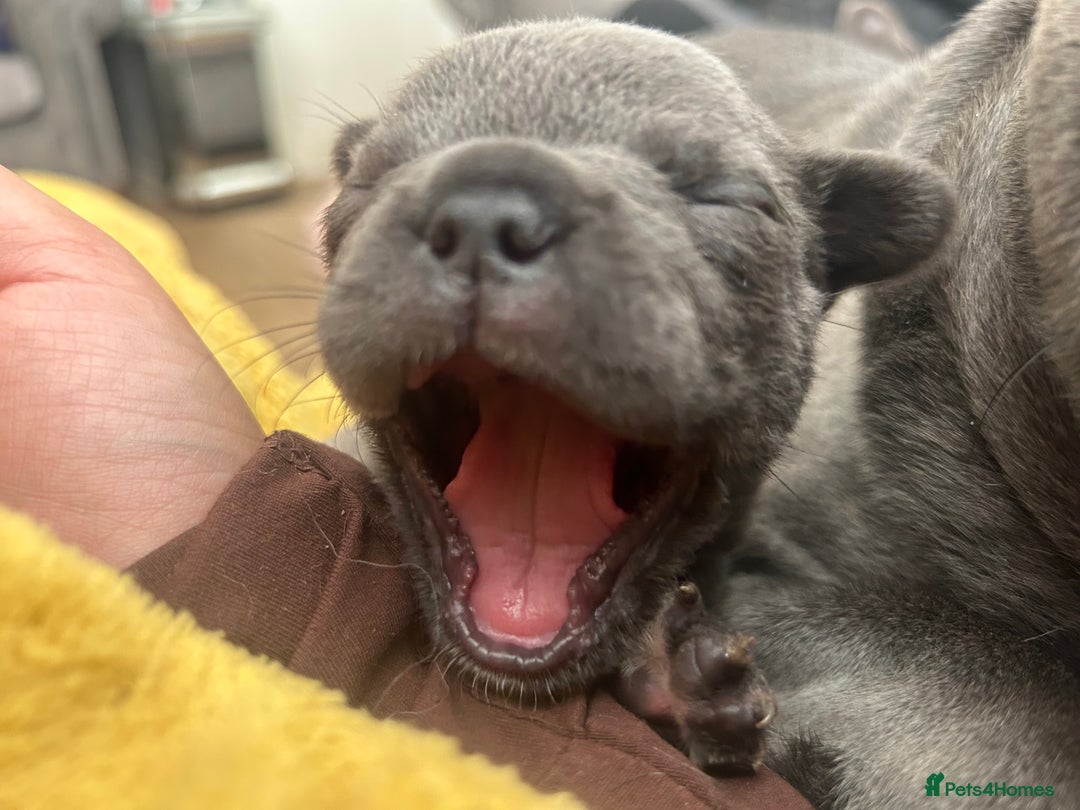 French Bulldog dogs for sale: 6 French bull dogs  - Image 1