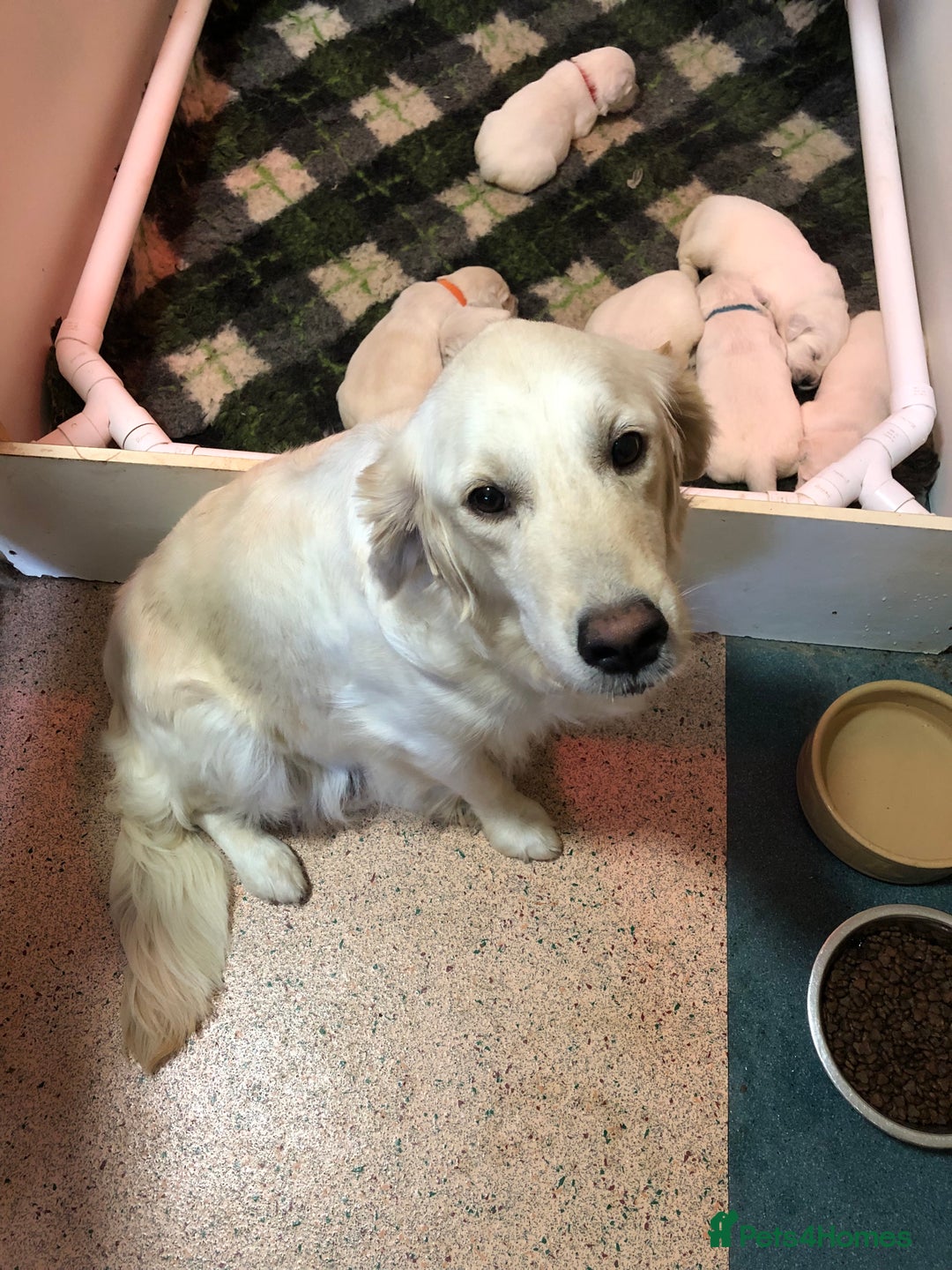 Golden Retriever dogs for sale: Chunky, cream pups - Image 26