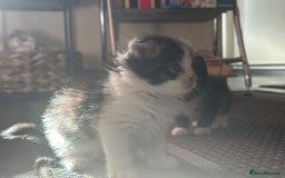 Scottish Fold cats for sale: Scottish Fold Kittens - Image 26