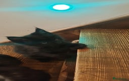 Maine Coon cats for sale: Maine coon purebred pedigre xl active in Barnsley - Image 29