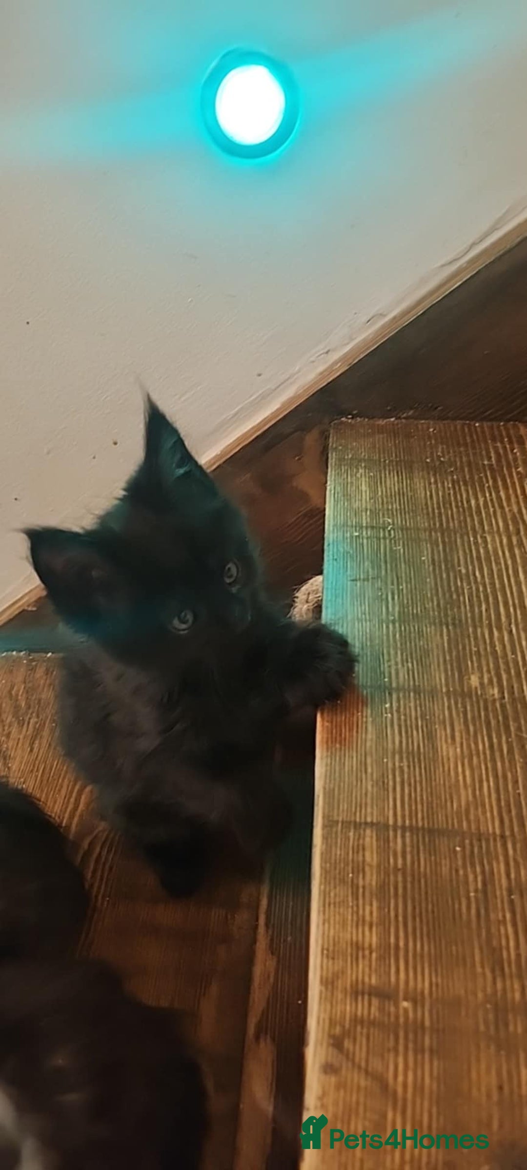Maine Coon cats for sale: Maine coon purebred pedigre xl active in Barnsley - Image 29