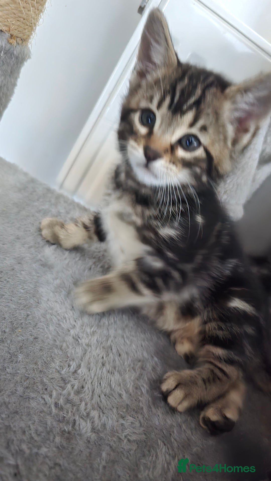 Bengal cats for sale:  Bengal with long haired blk & white kittens - Image 35