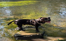 Mixed Breed dogs for stud: STAFFORDSHIRE BULL TERRIER MIX FOR STUD - Image 4