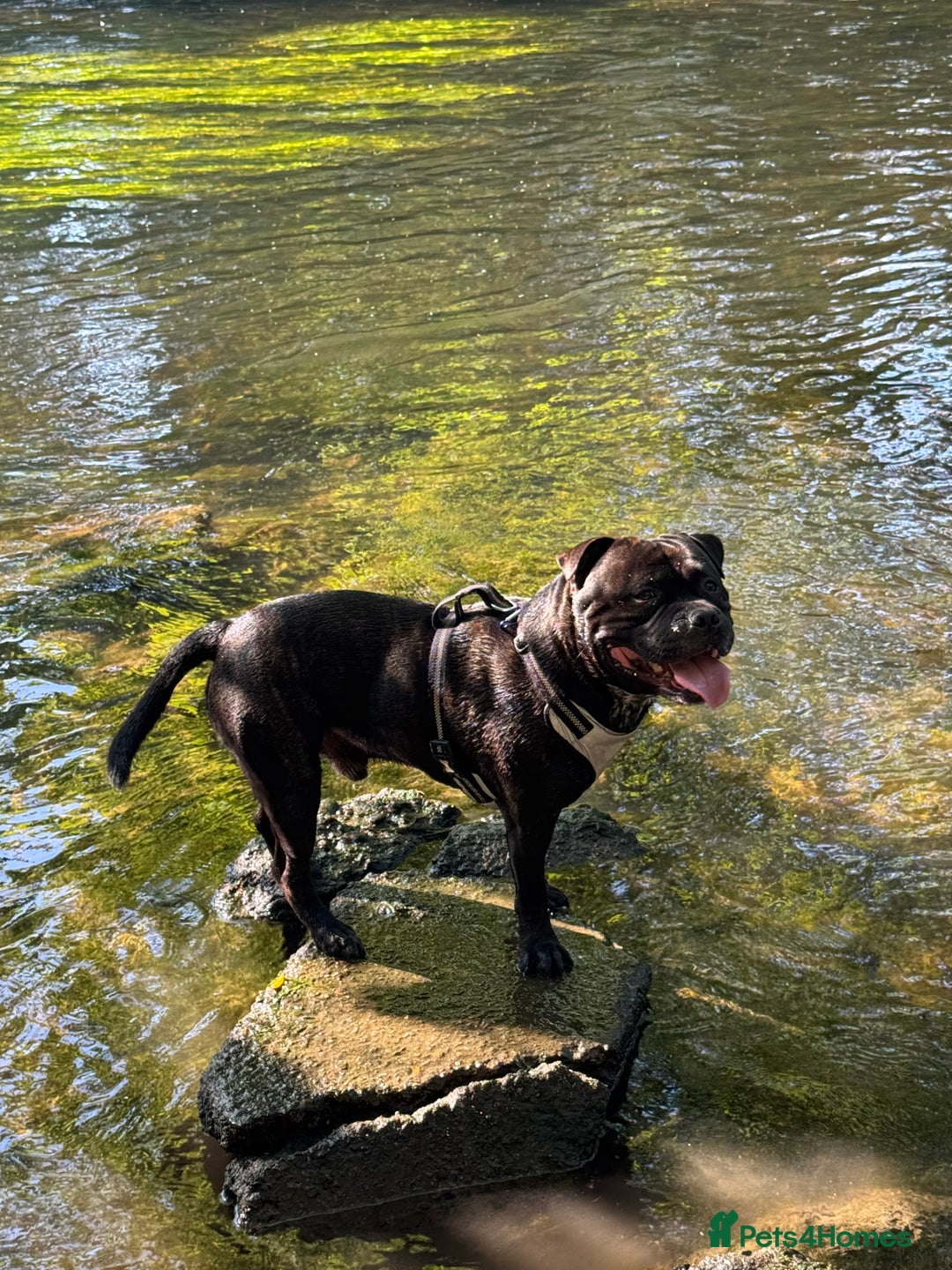 Mixed Breed dogs for stud: STAFFORDSHIRE BULL TERRIER MIX FOR STUD - Image 4