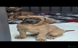 Cane Corso dogs for sale: Excellent Bloodline cane corso puppies ready now - Image 15