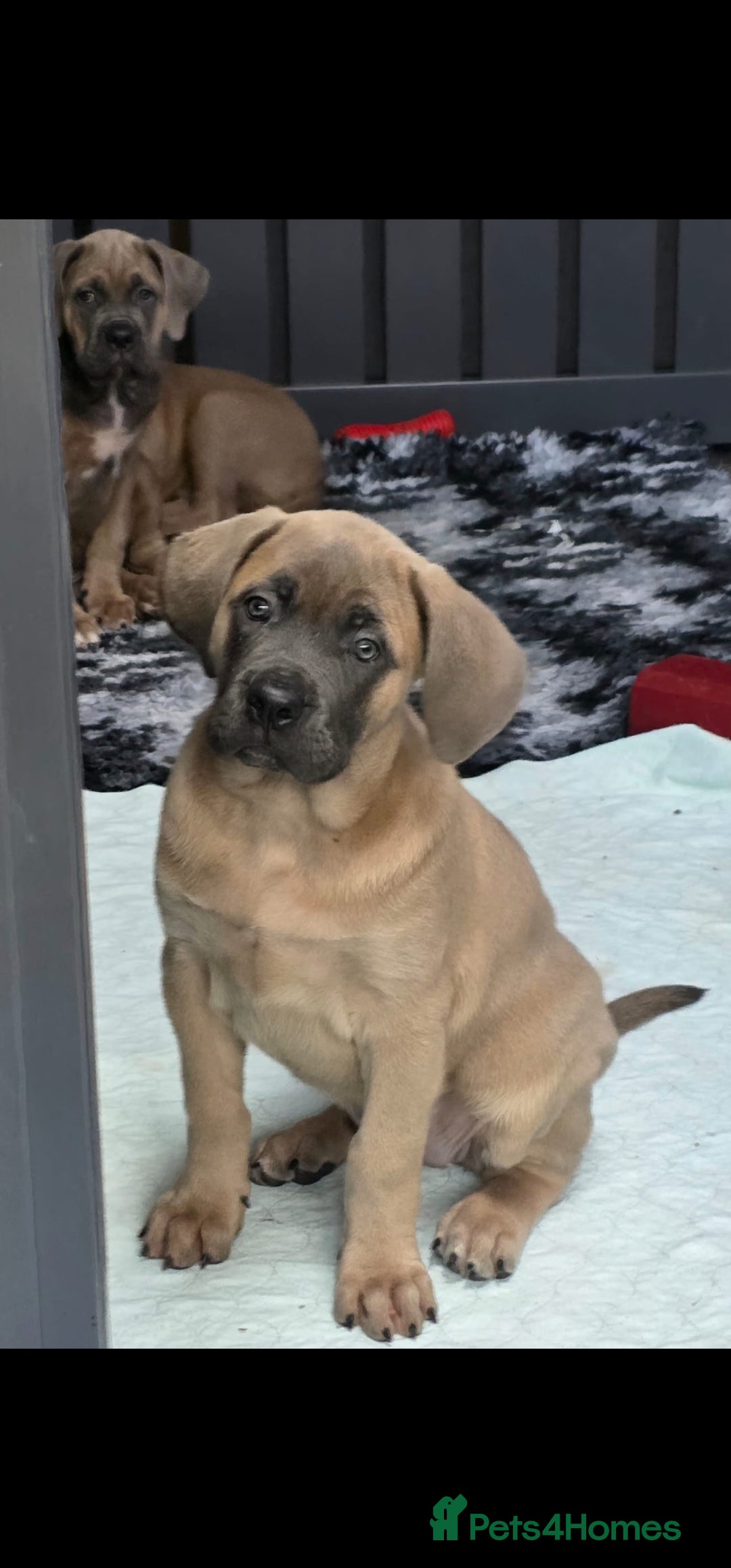 Cane Corso dogs for sale: Excellent Bloodline cane corso puppies ready now - Image 15