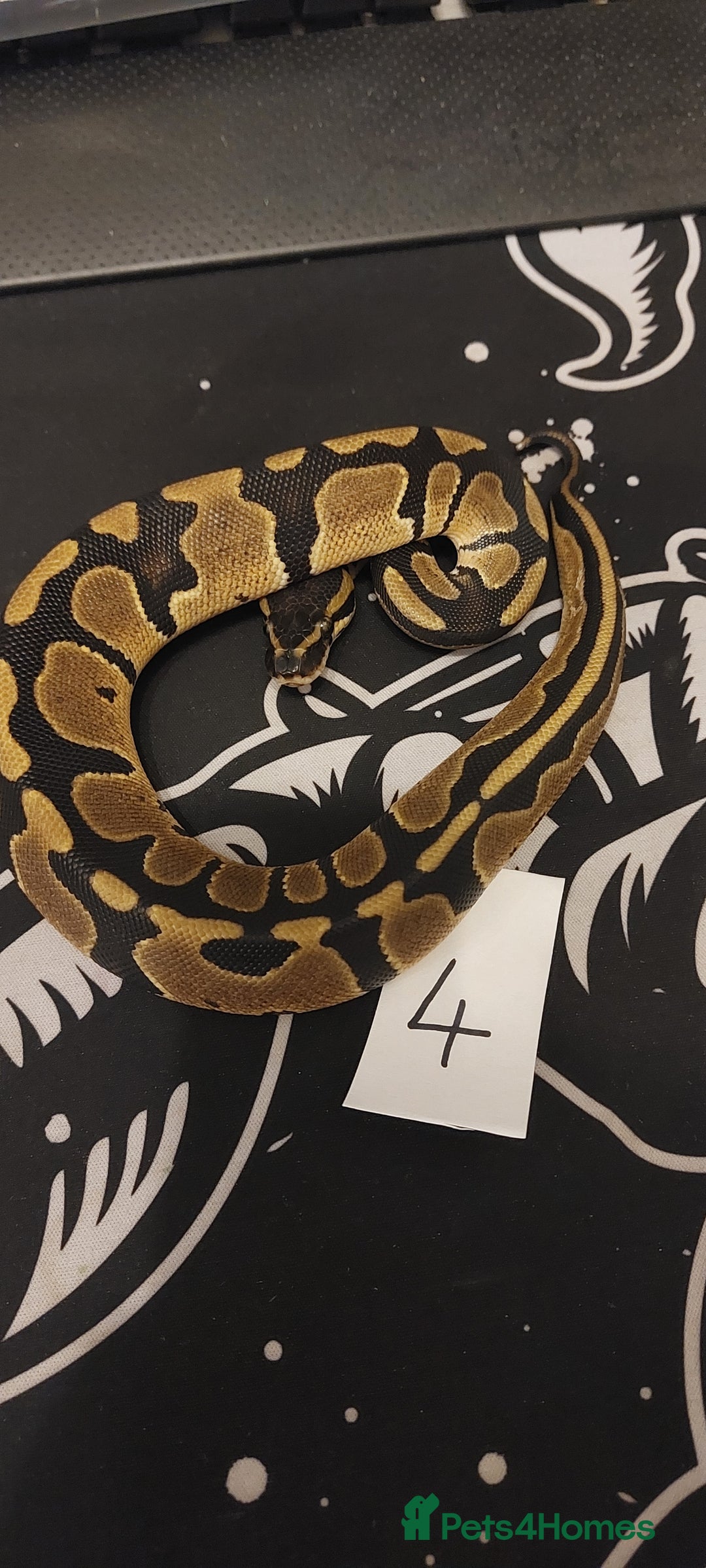 Python Snake reptiles for sale:  royal python Hatchlings  - Advert 4