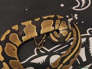 Python Snake reptiles royal python Hatchlings - Advert 24