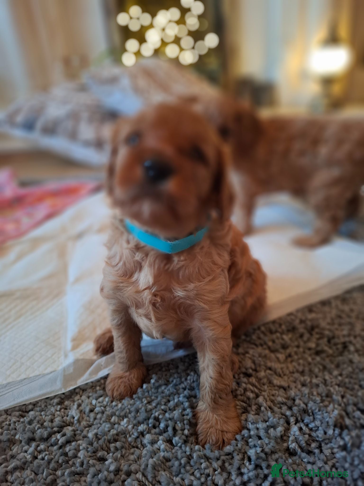 Cavapoo dogs Beautiful F1 Cavapoo Boys Available 🐶❤️ apricot - Advert 2