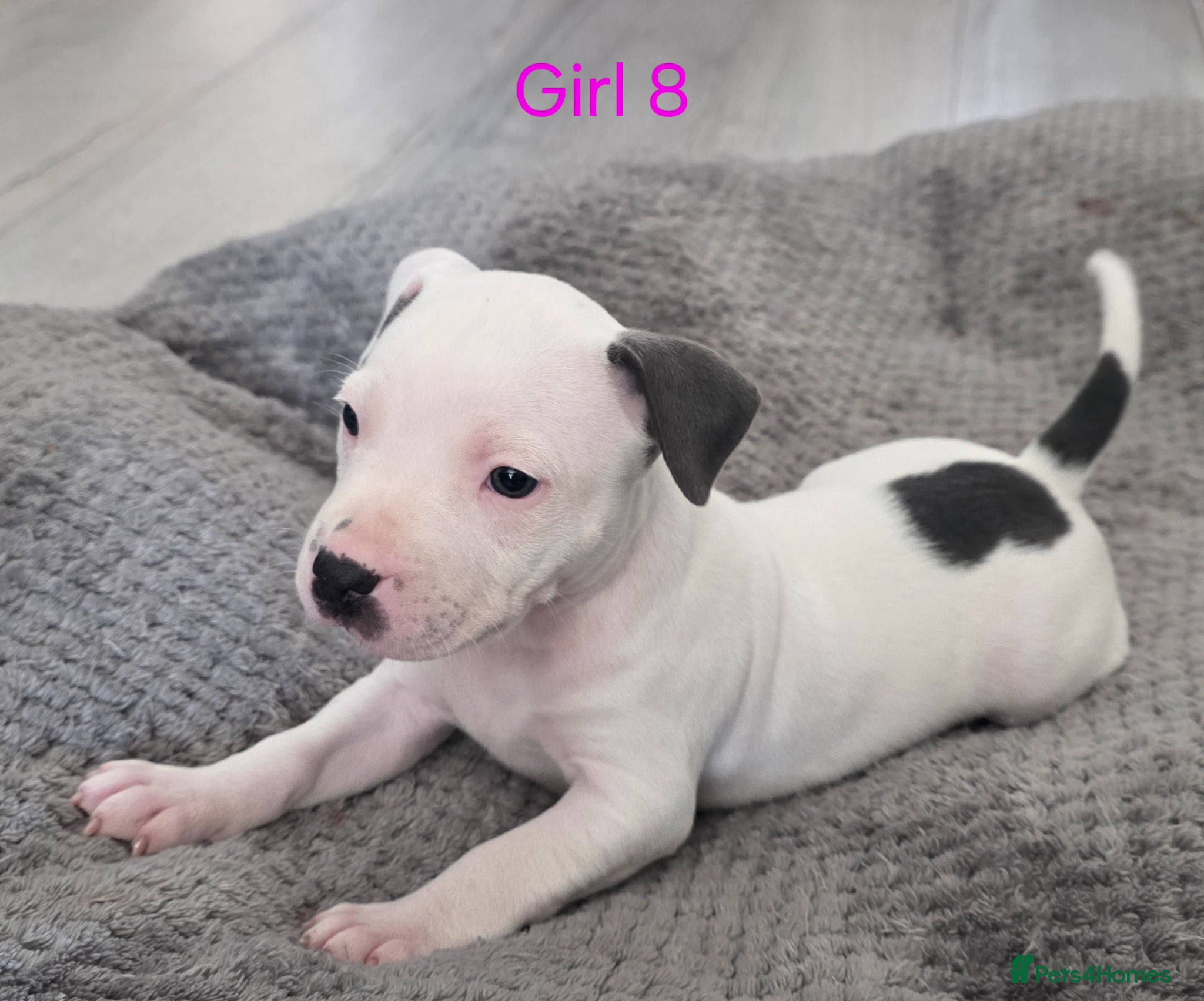 Staffordshire Bull Terrier dogs £1400 Last blue pied staffie puppy  - Advert 4