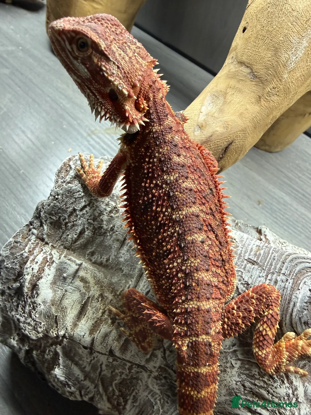 Bearded Dragon reptiles for sale: Bearded Dragons juvenile  - Advert 7