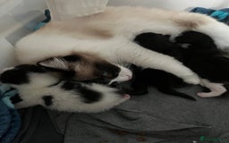 Ragdoll cats for sale: Ragdoll cross  - Image 5