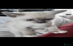Snowshoe cats for sale: Rare Pedigree Snowshoe Kittens  - Image 14