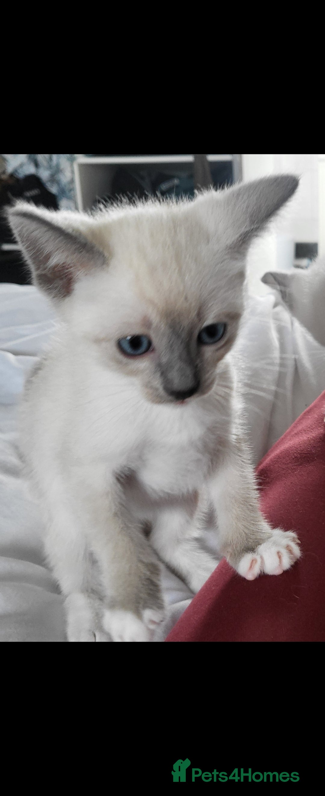 Snowshoe cats for sale: Rare Pedigree Snowshoe Kittens  - Image 14
