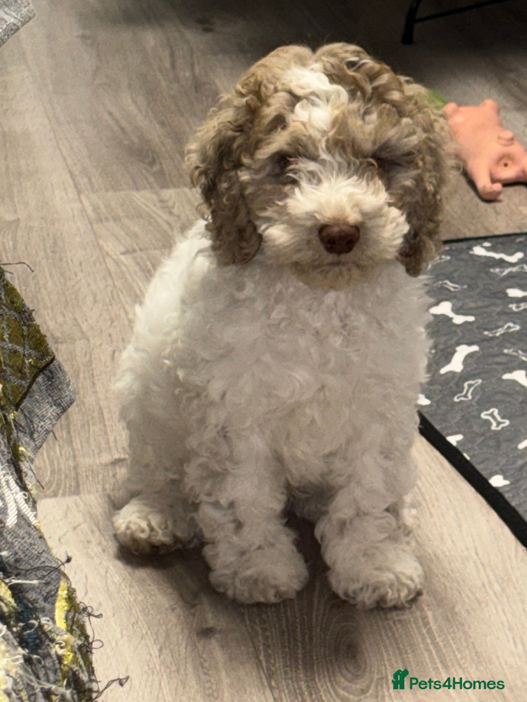 Mixed Breed cats for sale: 11 weeks old cockapoo called Bruce. Ready to go. - Advert 1